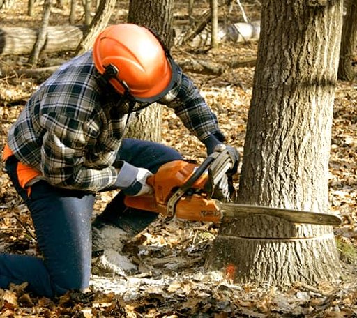 Tree Removal in Harrison, ME